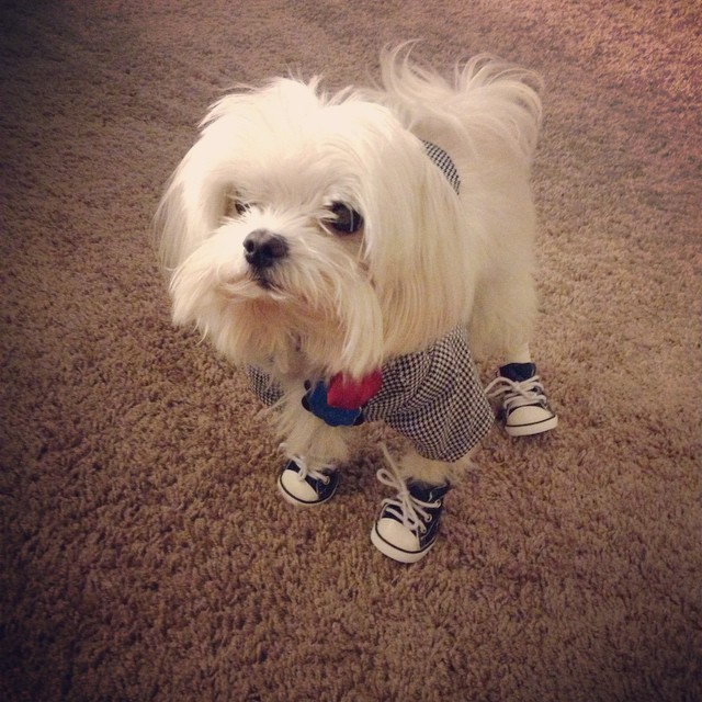 sportyantislipdogsneakers