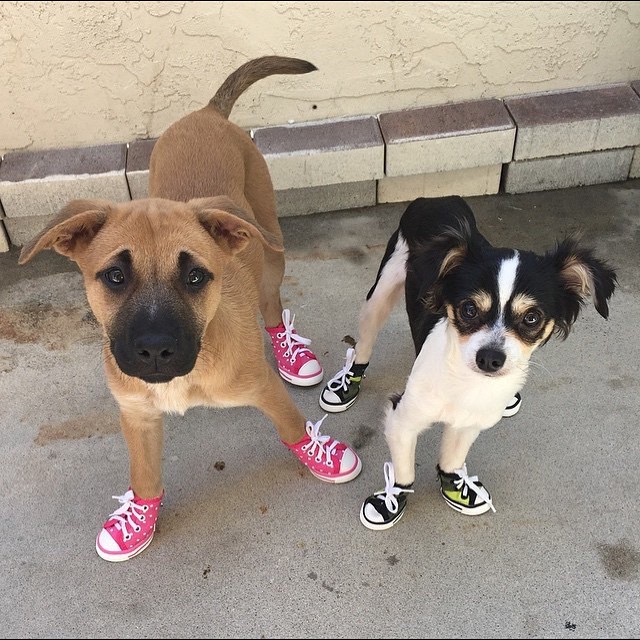 sportyantislipdogsneakers