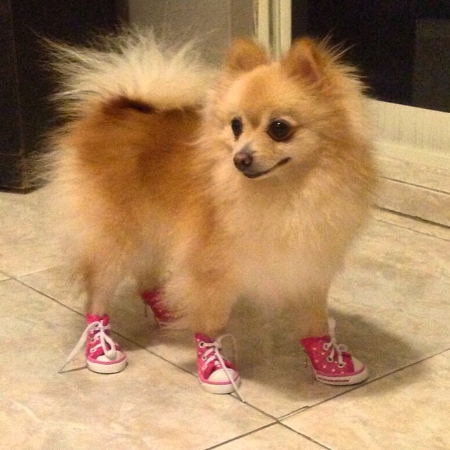 sportyantislipdogsneakers
