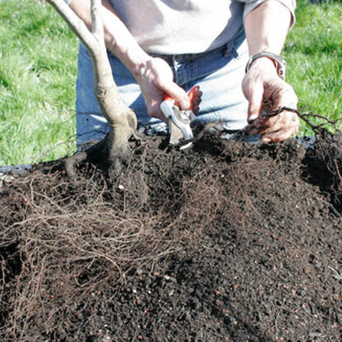 Root Pruning - Essence of the tree