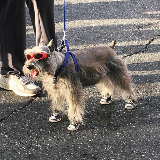 sportyantislipdogsneakers