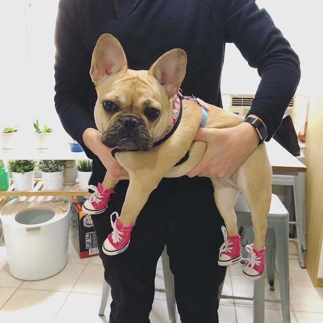 sportyantislipdogsneakers