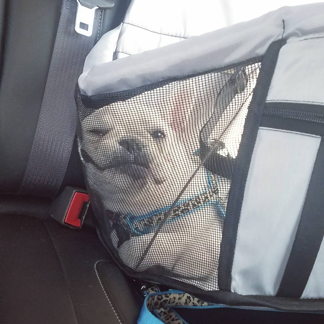 waterproofpetcarrierforcartravel