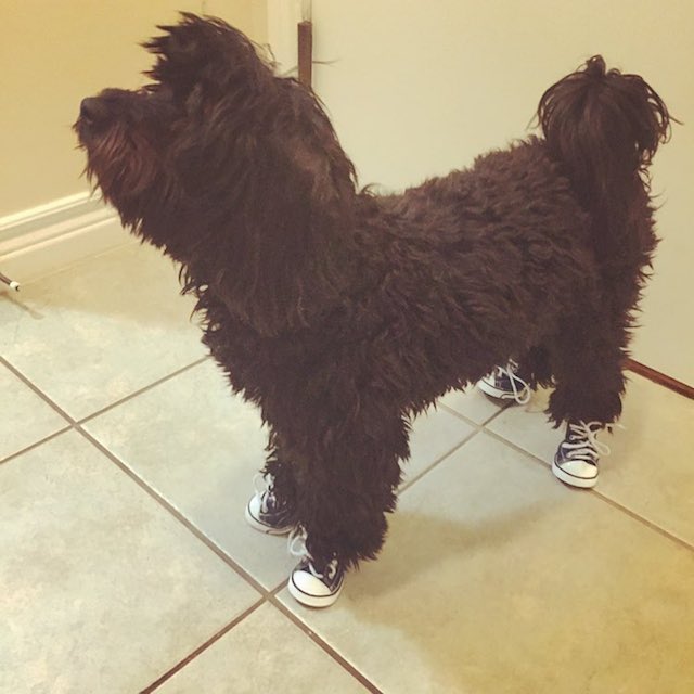 sportyantislipdogsneakers