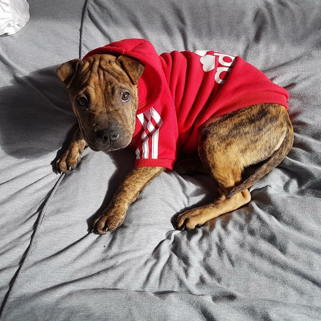 pitbulladidog