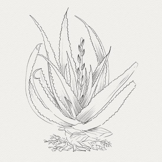 Aloe vera plante médicinale plante médicinale - crème de jour - aloe evra