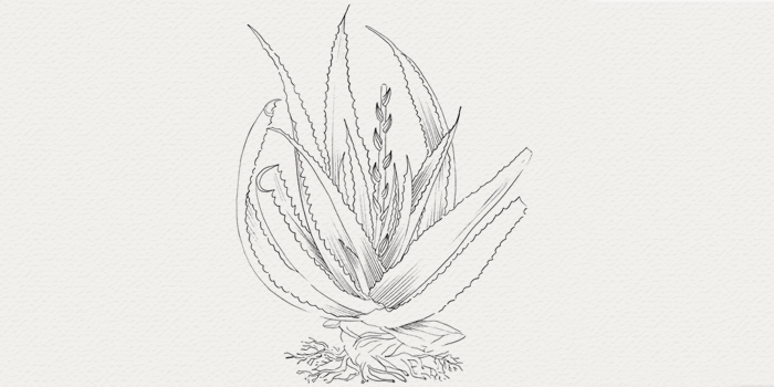 Aloe vera - Hydratation de la peau Aloe vera - plante hydratante