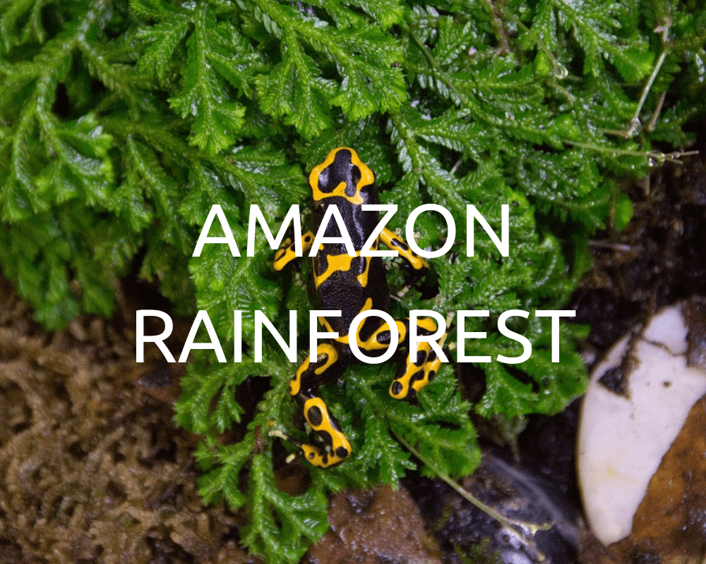 Plant Trees in the Amazon Rainforest