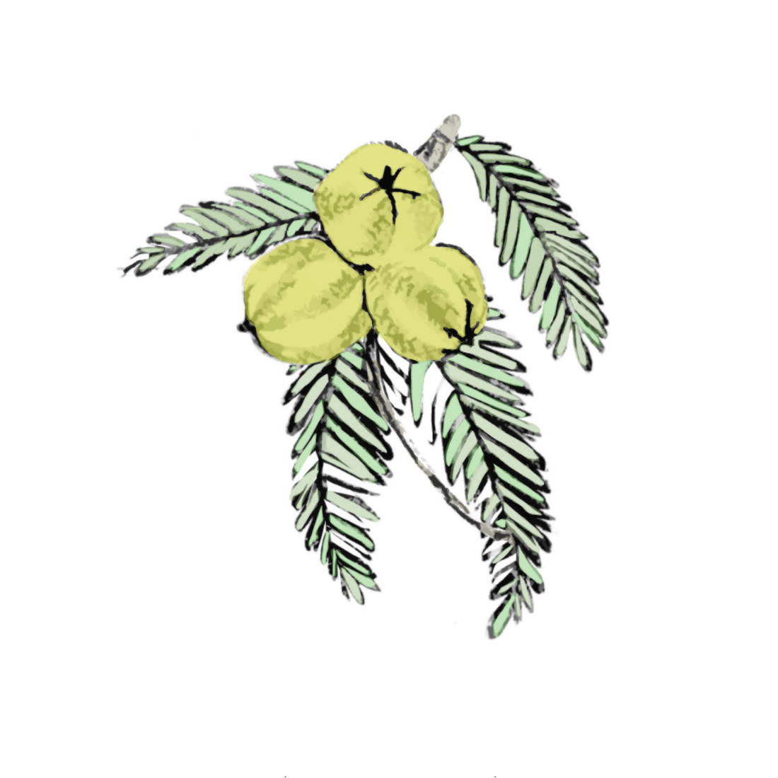 Benefits of Amla for the skin used in Taila natural luxury ayurvedic non-toxic beauty Benefits of Amla for the skin used in Taila natural luxury ayurvedic non-toxic beauty