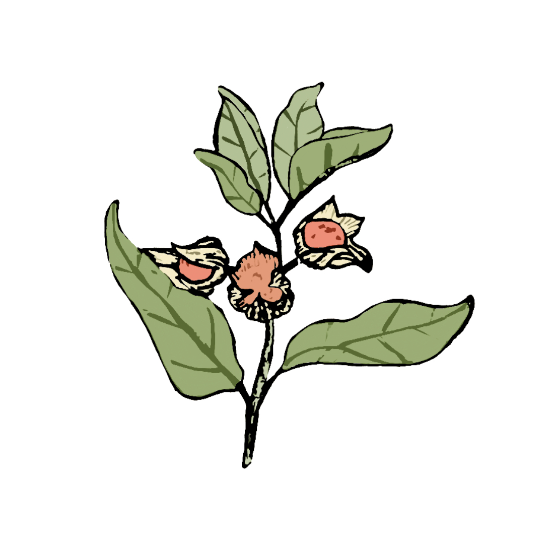 Benefits of Ashwagandha for Anti-Aging used in Taila natural clean skincare Benefits of Ashwagandha for Anti-Aging used in Taila natural clean skincare