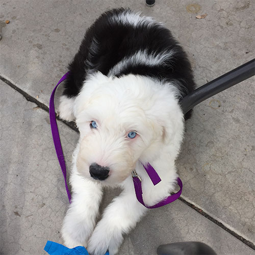 Floppy Spike mascot, Fynn, blue-eyed Old English Sheep dog puppy on tile, tangled in purple leash.