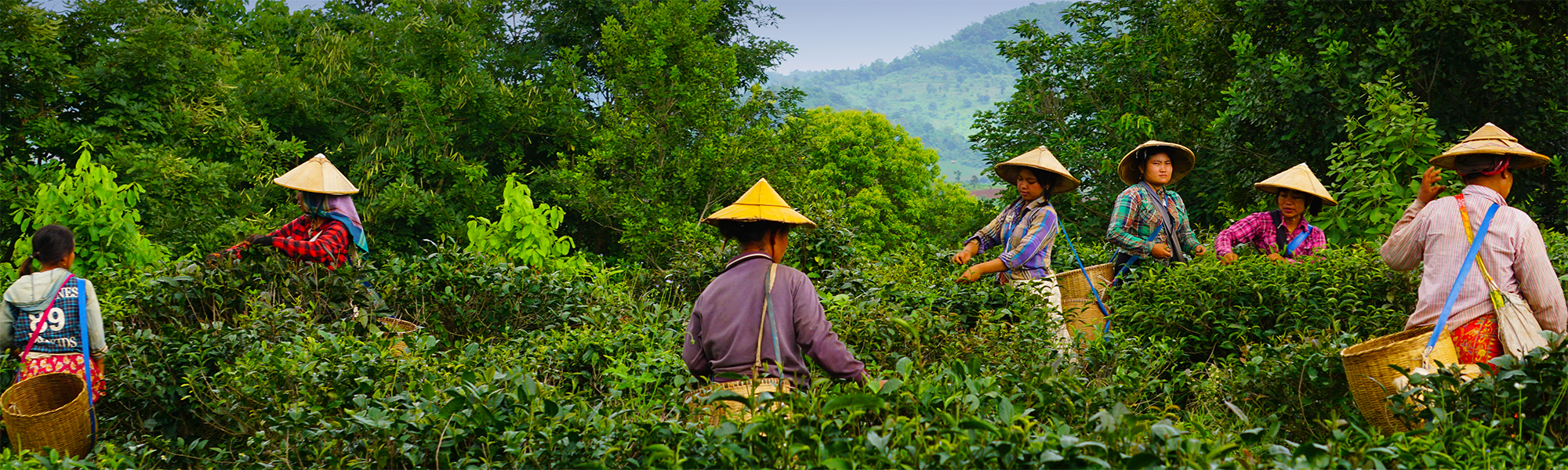 Teeanbau in Myanmar