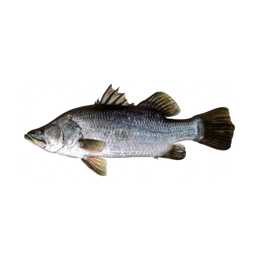 Baramundi – scottnelsonfishing