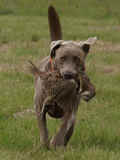 Duck Dog - Becker Duck Dog - Becker