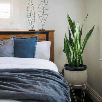 best bedroom plants