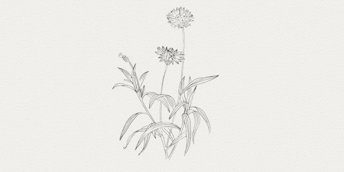 Bleuet - ingrédient cosmétique Bleuet - plante médicinale