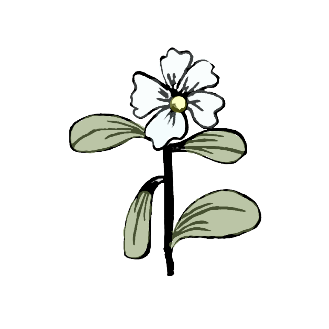 brahmi benefits for skin brahmi benefits for natural skincare