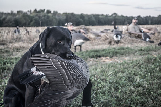 Cabela with Goose