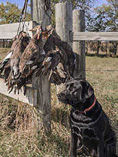 Duck Dog - Cabela Duck Dog - Cabela
