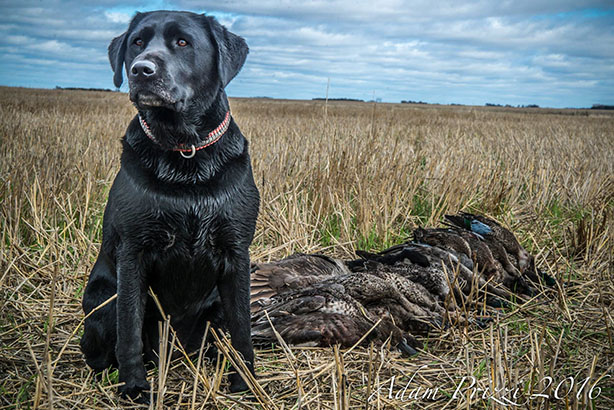 Duck Camp Dog - Cabela Duck Camp Dog- Cabela