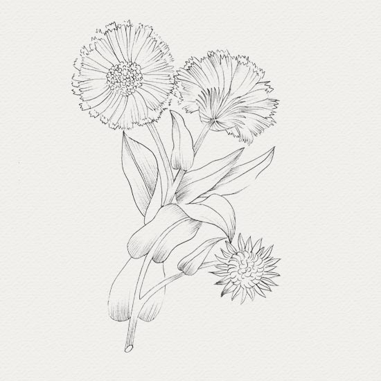 Calendula - sérum apaisant pour visage Calendula - plante pour crème apaisante