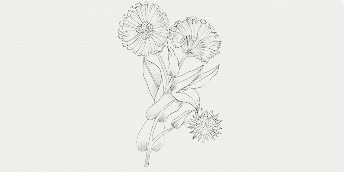Calendula - plante pour crème et sérum végétal Calendula - plante pour peau sensible