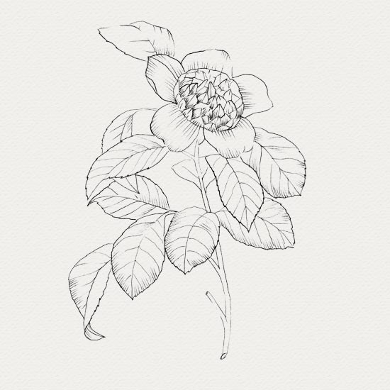Camelia - plante médicinale plante médicinale - crème de jour - Camelia