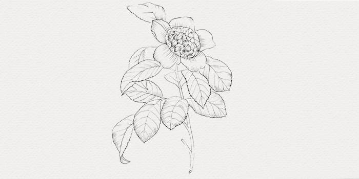 Camelia - plante pour crème et sérum végétal Camelia - plante pour peau sensible
