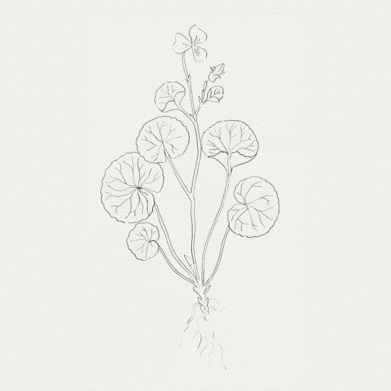 Centella - Raffermissemant de la peau Centella - plante pour crème de jour et sérum végétaux