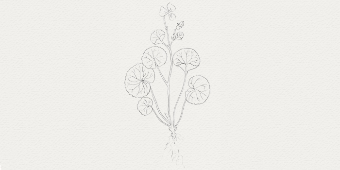 Centella - plante pour crème de jour et sérum botaniques Centella - actif botanique pour raffarimir la peau
