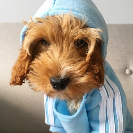 poodleadidog