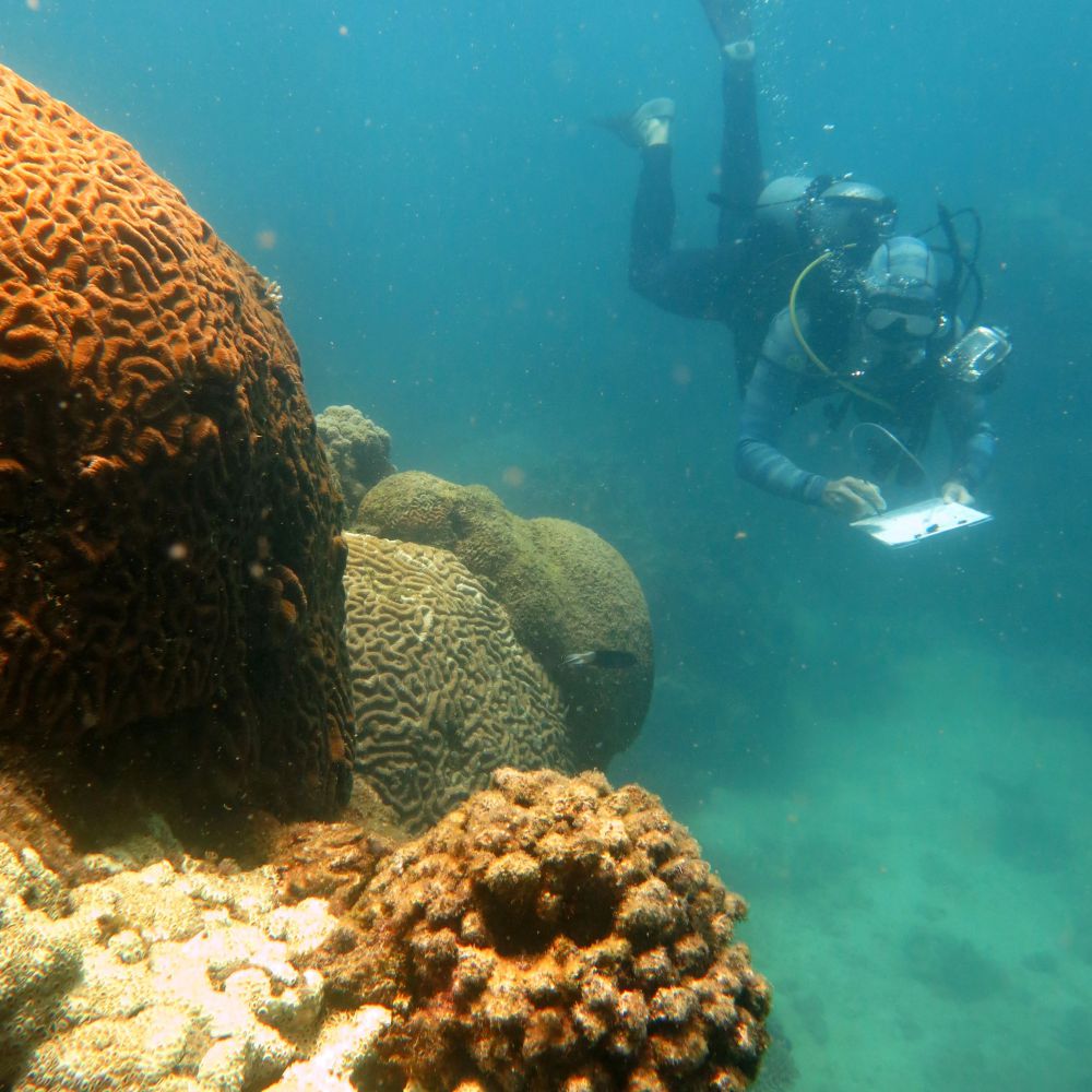 Base line Survey of existing Reef