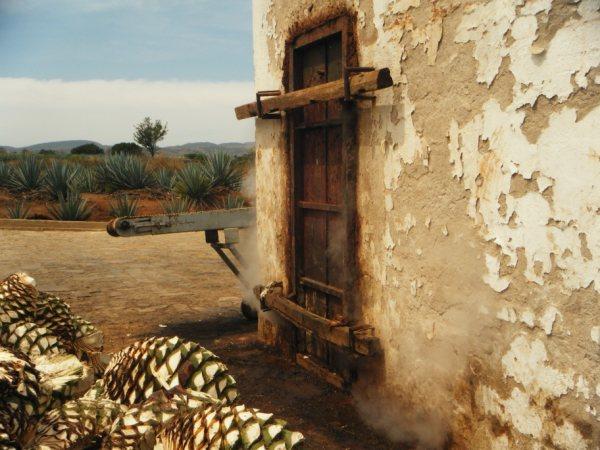 Traditional horno oven Traditional horno oven used to cooked agaves for tequila making
