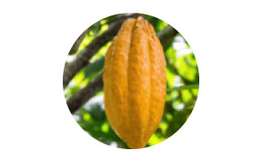 Premium White Cocoa Seed cell actives Premium White Cocoa Seed cell actives