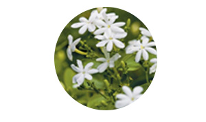 Indian Jasmine stem cells + Y mangosteen Indian Jasmine stem cells + Y mangosteen