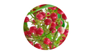 Peruvian Pink Pepper Tree Leaf cell actives Peruvian Pink Pepper Tree Leaf cell actives