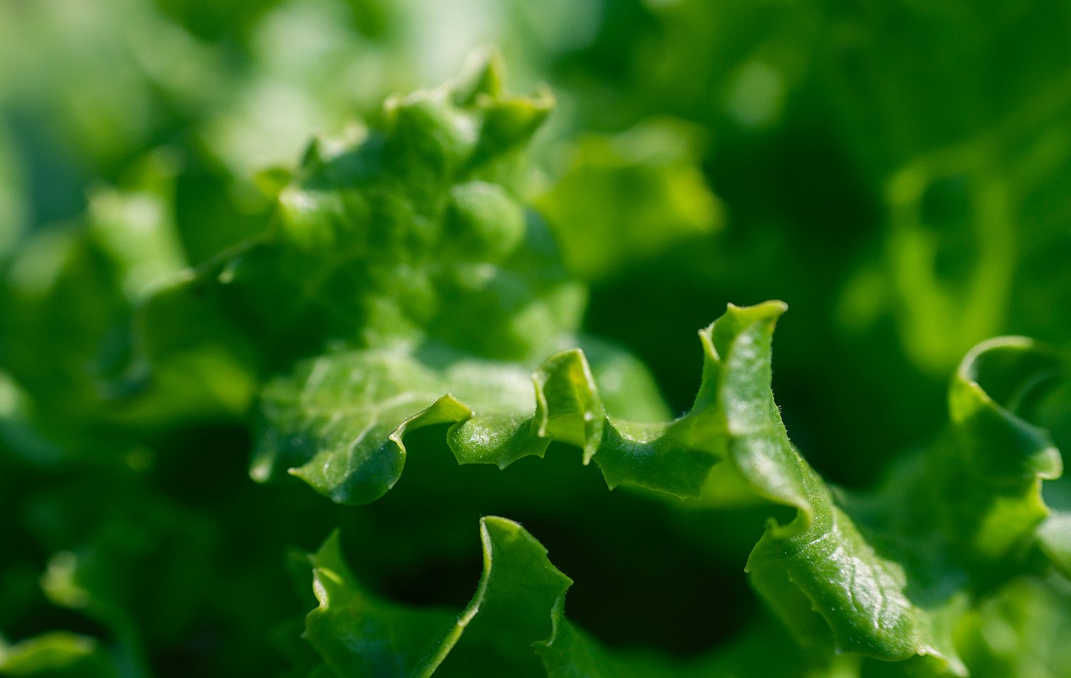 Fruits and Vegetables Antioxidant