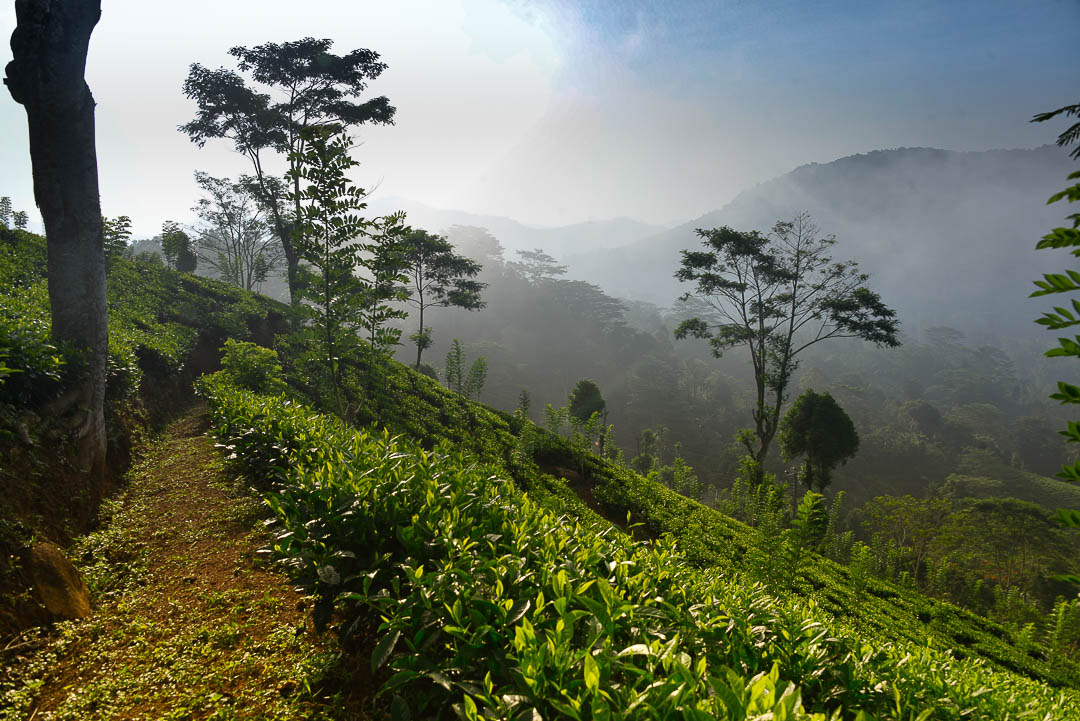 Lumbini Tea Estate