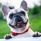 dog collars dog clollars
