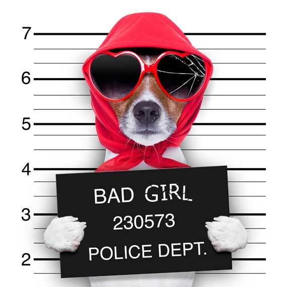 dirty fur clothing dog in red scarf dog in red scarf and glasses