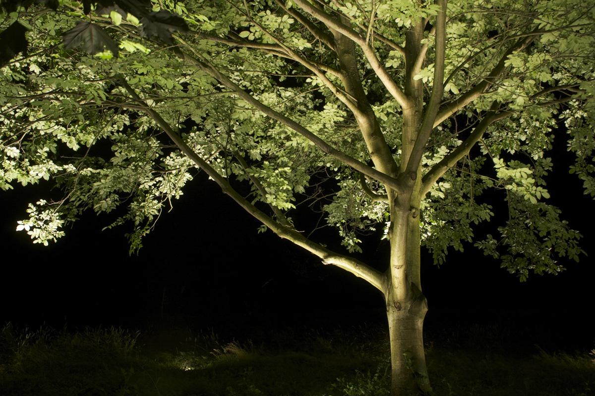 Tree Lighting Gallery - Light Visuals