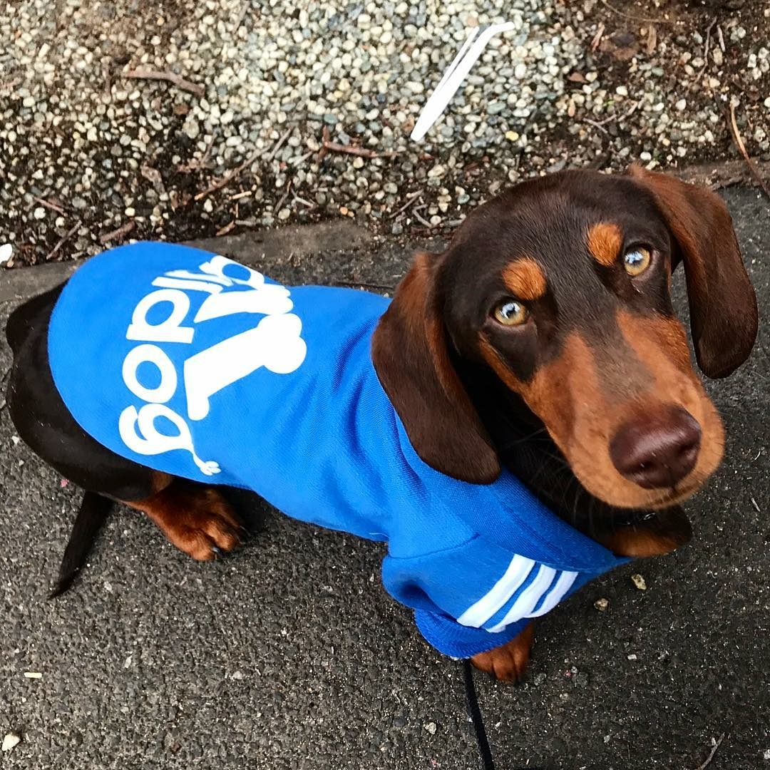 dachshundadidog