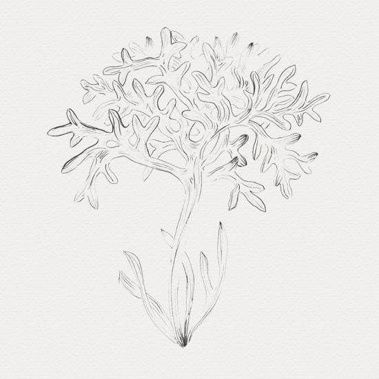 Fucus - composant naturel plante médicinale - crème de nuit - fucus