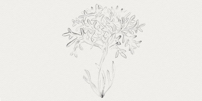 Fucus - plante médicinale Fucus - plante médicinale pour regénérer la peau
