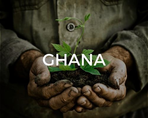 Plant trees in Ghana