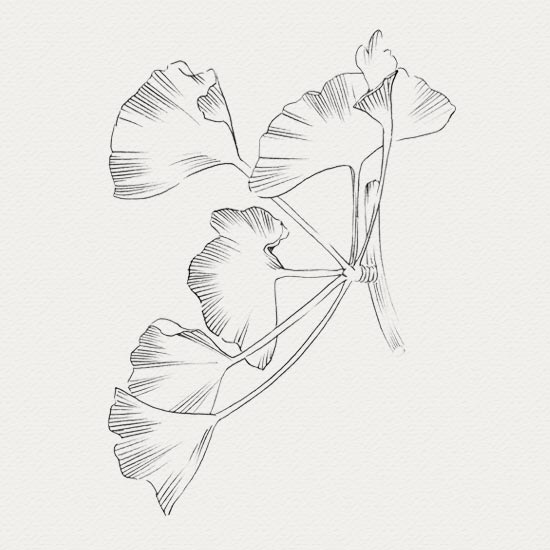 Ginkgo - plante médicinale pour soin plante médicinale - sérum visage - ginkgo