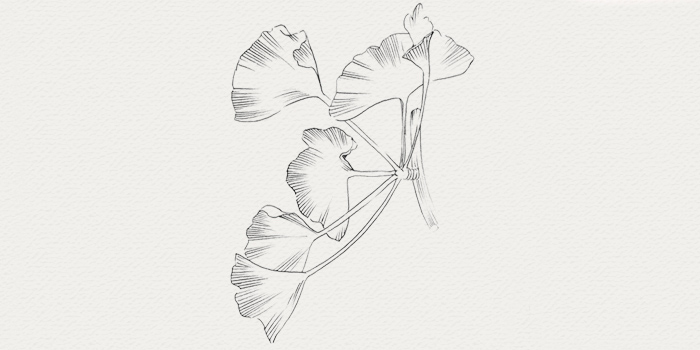 Ginkgo - teint lumineux Ginkgo - plante médicinale contre teint terne