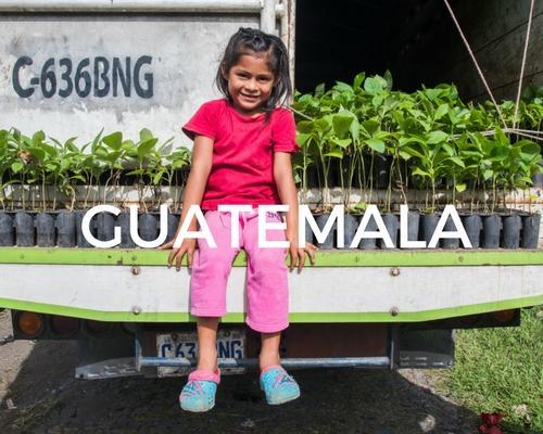 Plant Trees in Guatemala