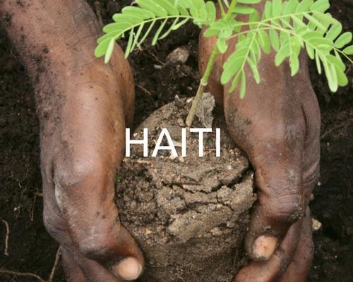 Plant trees in Haiti