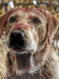 Duck Dog - Hatchet Duck Dog - Hatchet